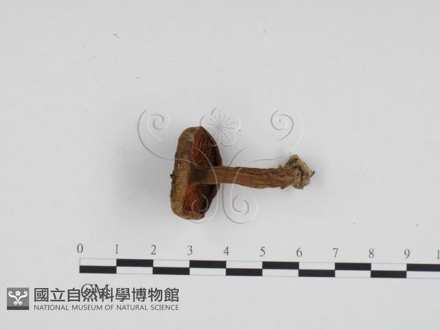 登錄號:F0024444藏品圖，第1張