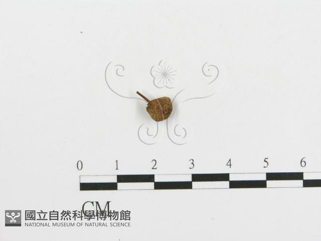 登錄號:F0004444藏品圖，第1張