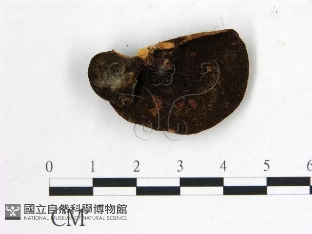 登錄號:F0014444藏品圖，第1張