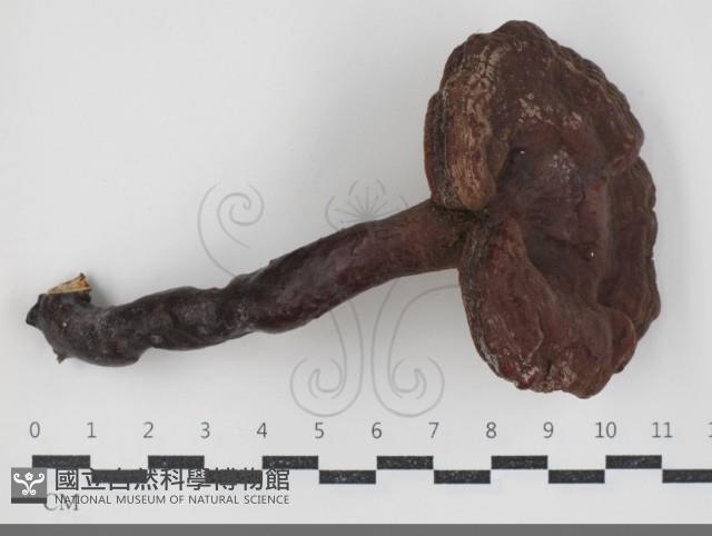 赤芝藏品圖，第1張