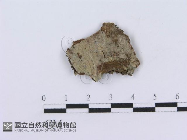 管齒菌屬藏品圖，第1張