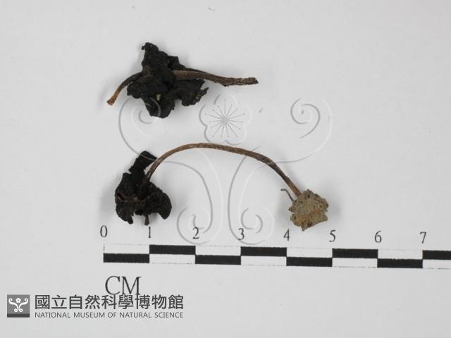 登錄號:F0027444藏品圖，第1張