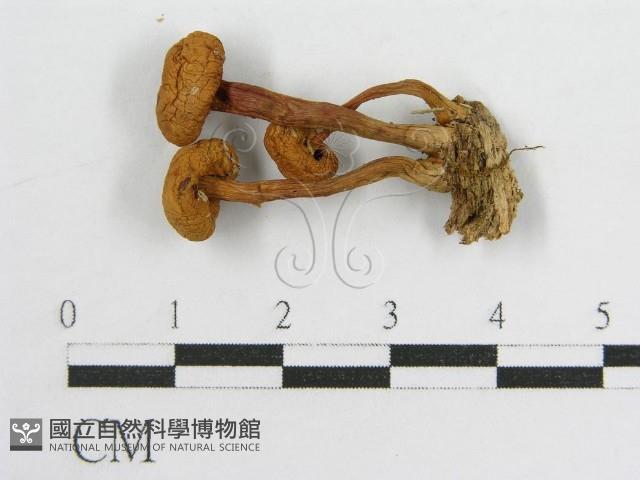 登錄號:F0007444藏品圖，第1張