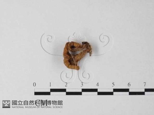 登錄號:F0025444藏品圖，第1張