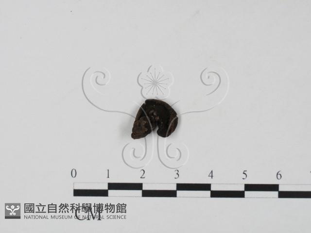登錄號:F0015444藏品圖，第1張
