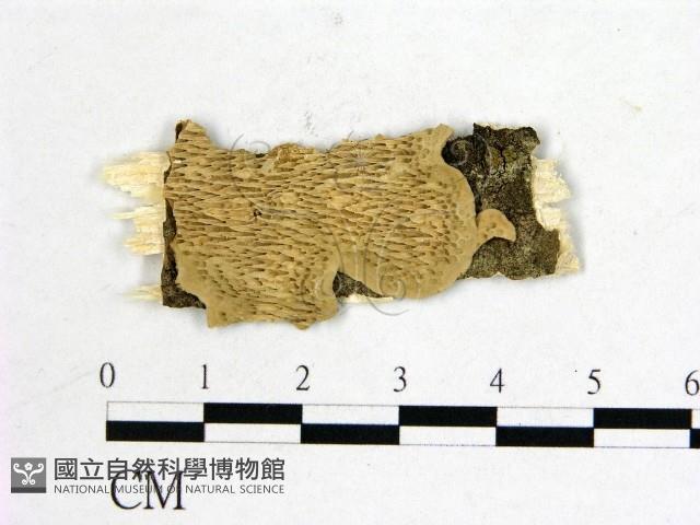 登錄號:F0009444藏品圖，第1張