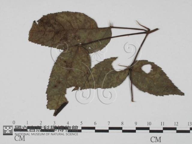 登錄號:F0019444藏品圖，第1張