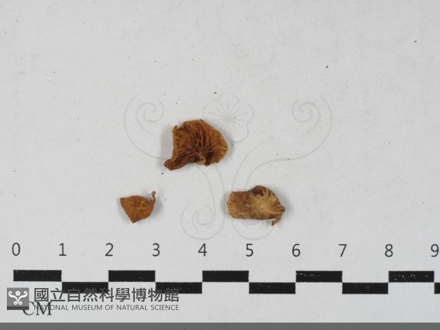 登錄號:F0033444藏品圖，第1張