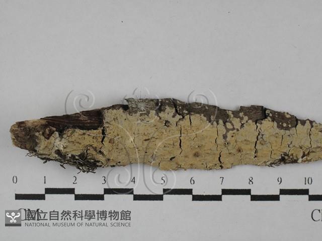 登錄號:F0028744藏品圖，第3張