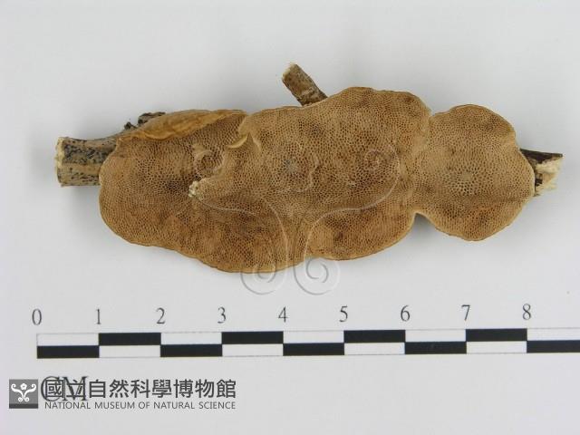 登錄號:F0008744藏品圖，第1張