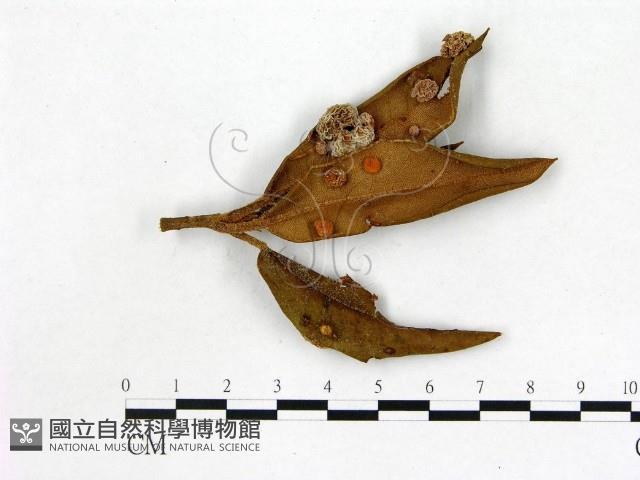 館號:F0020744藏品圖，第1張