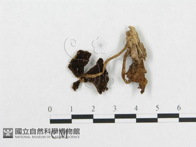 登錄號:F0010744藏品圖，第1張