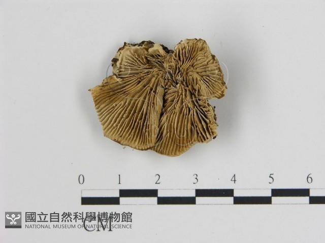 登錄號:F0006744藏品圖，第1張