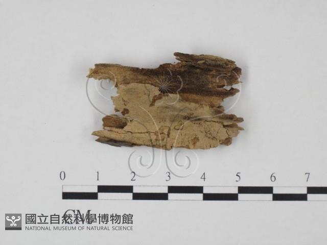 登錄號:F0021744藏品圖，第1張