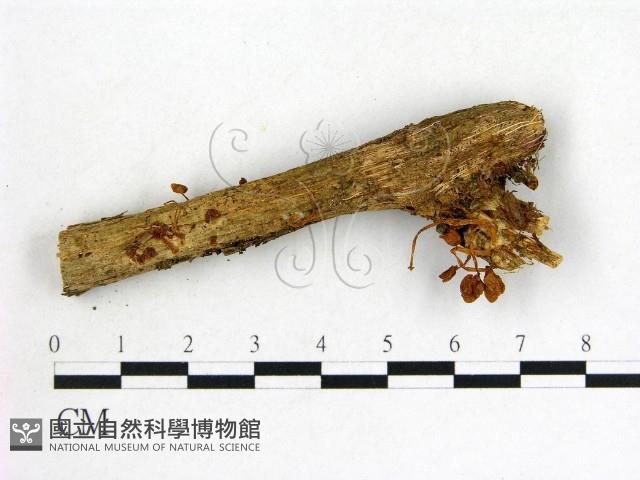 鬼傘屬藏品圖，第1張