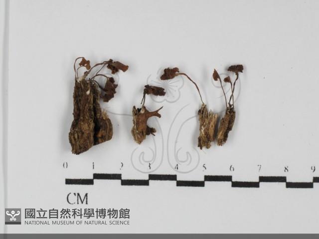 登錄號:F0031744藏品圖，第1張