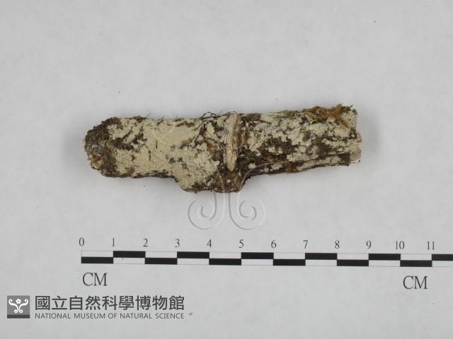 登錄號:F0024744藏品圖，第1張