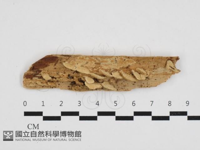 登錄號:F0032744藏品圖，第1張