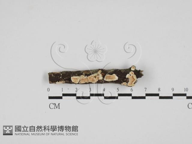齒耳菌屬藏品圖，第1張