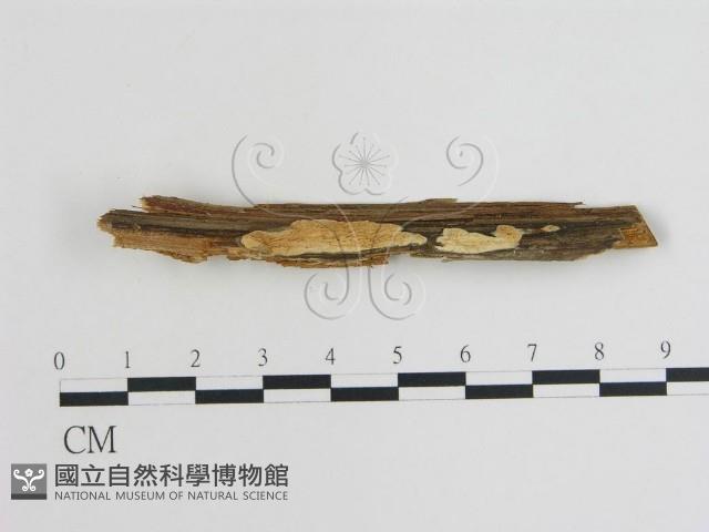 登錄號:F0007744藏品圖，第1張