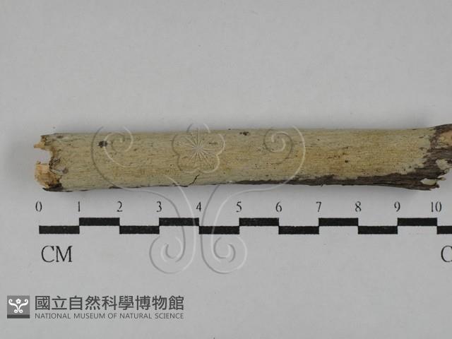 射脈菌屬藏品圖，第1張