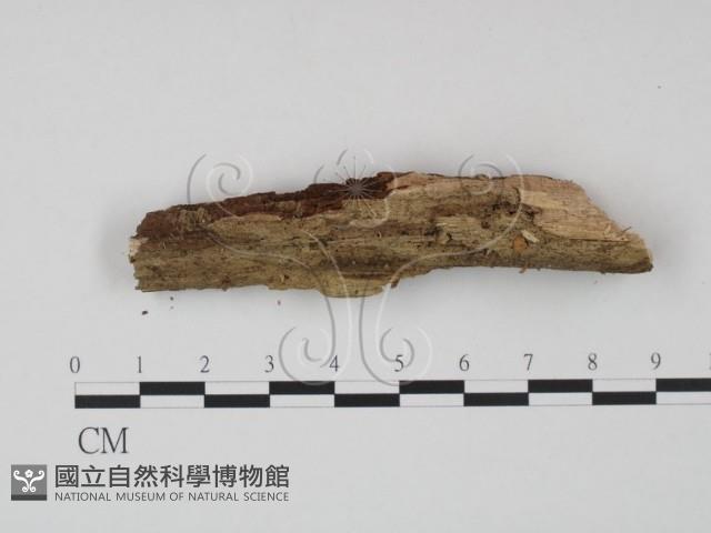 登錄號:F0009744藏品圖，第1張