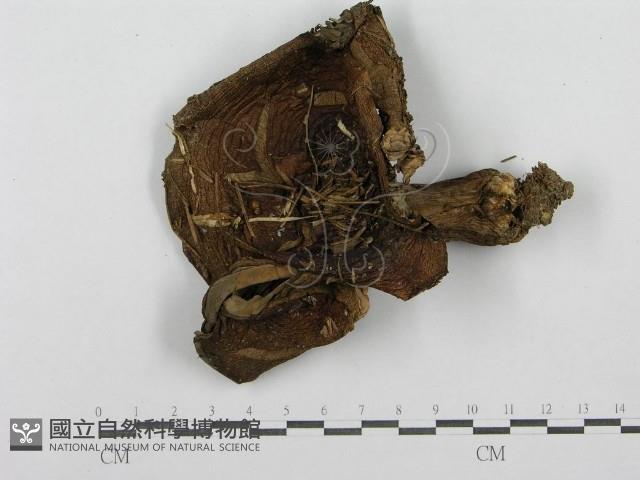 登錄號:F0003744藏品圖，第1張