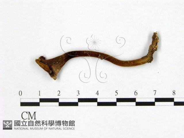登錄號:F0013744藏品圖，第1張