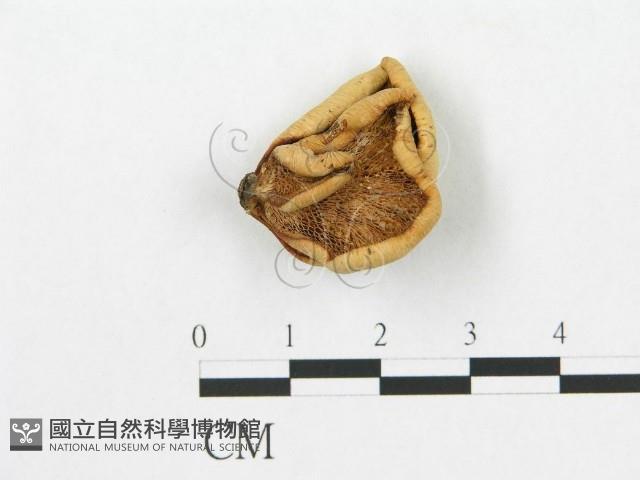 登錄號:F0008544藏品圖，第1張