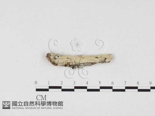 冇骨消絲齒菌藏品圖，第1張