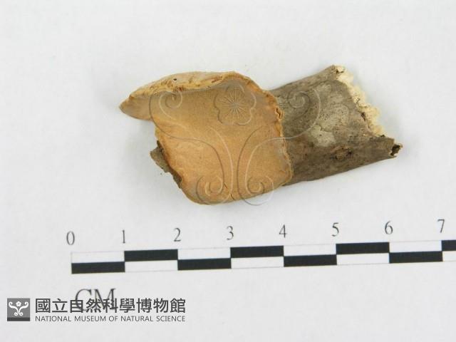 硬孔菌屬藏品圖，第1張