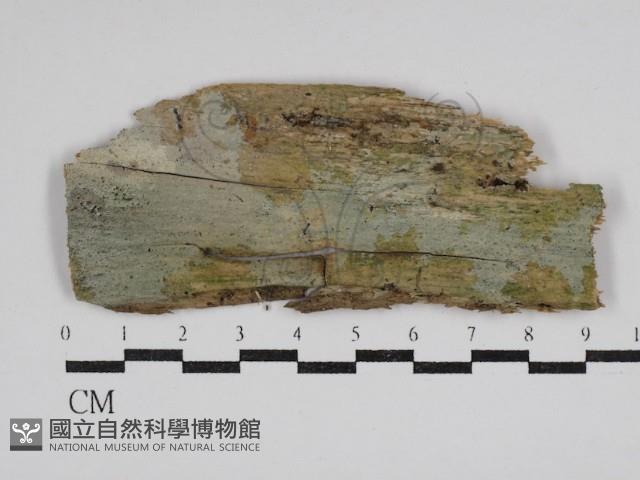 樹脂殼菌屬藏品圖，第1張