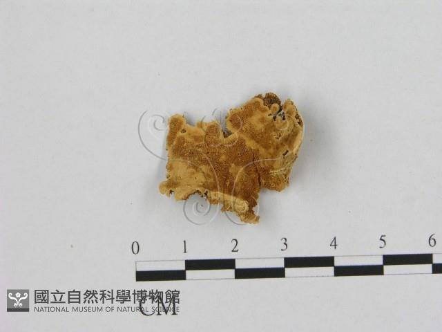 登錄號:F0006544藏品圖，第1張