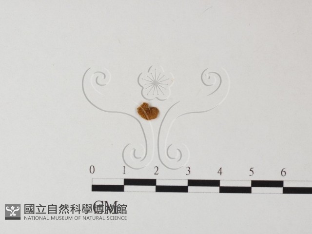 登錄號:F0016544藏品圖，第1張
