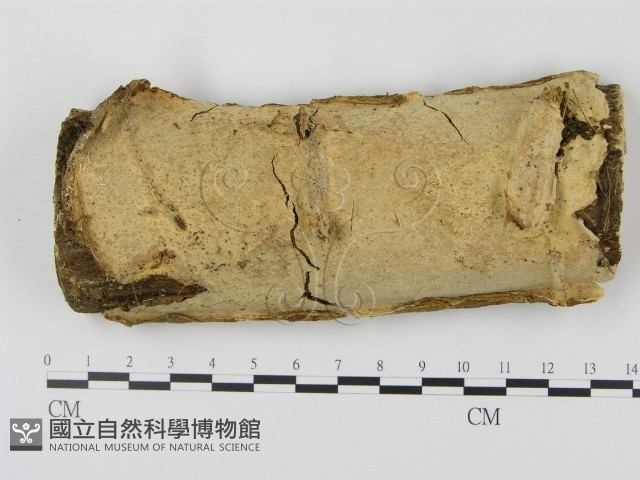 登錄號:F0001544藏品圖，第1張