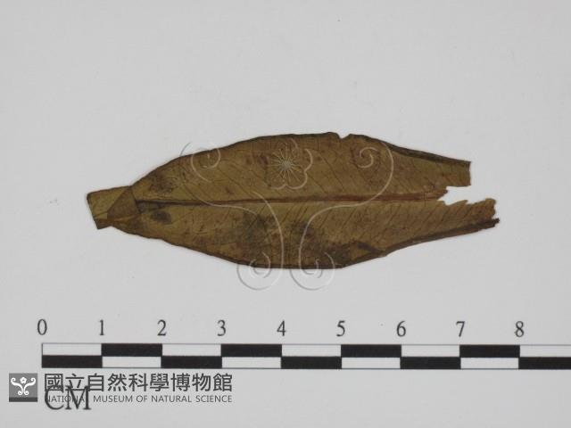登錄號:F0011544藏品圖，第1張