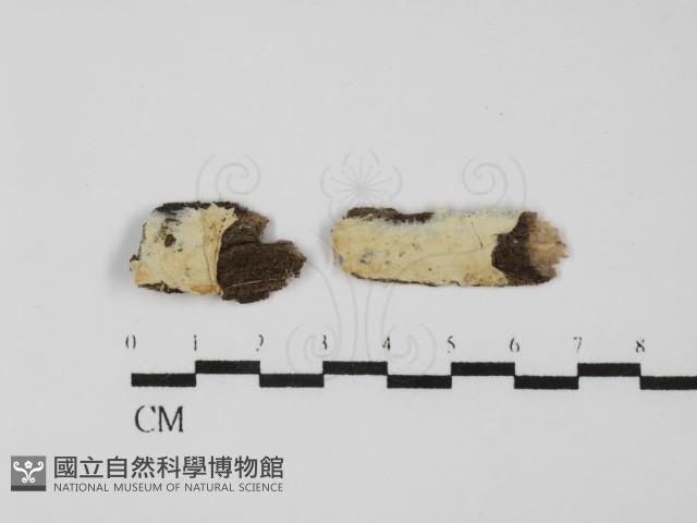 登錄號:F0031544藏品圖，第1張