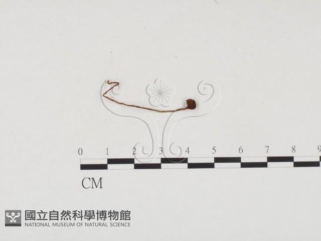 登錄號:F0024544藏品圖，第1張