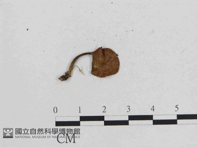 小菇屬藏品圖，第1張
