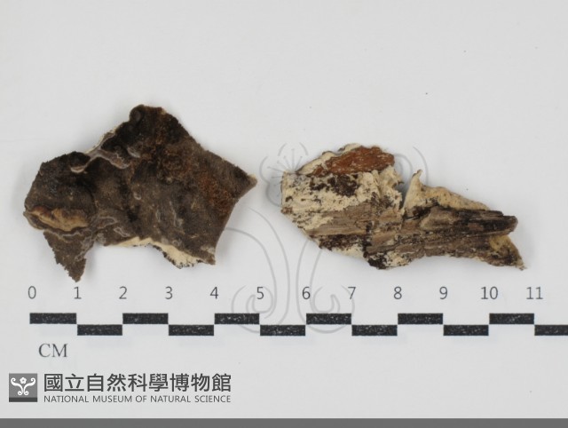 煙管菌藏品圖，第1張