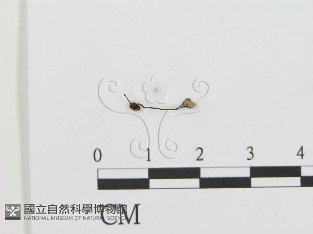 登錄號:F0012544藏品圖，第1張