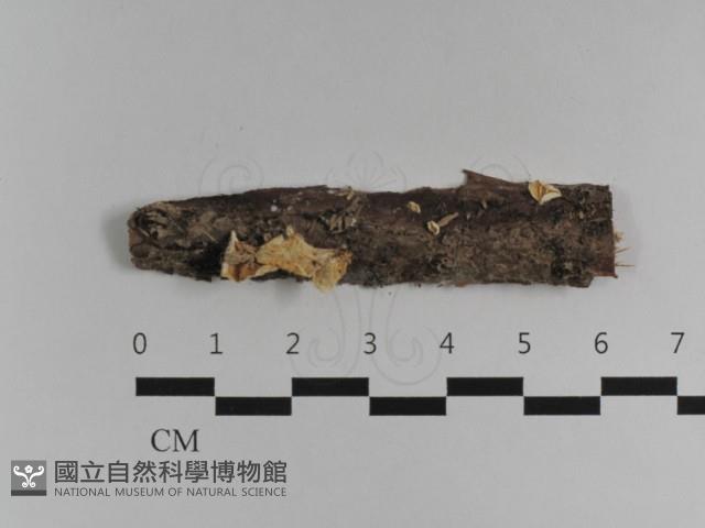 登錄號:F0032544藏品圖，第1張