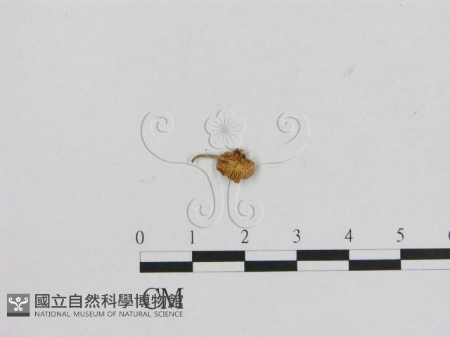 小菇屬藏品圖，第1張