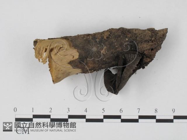 登錄號:F0015544藏品圖，第1張