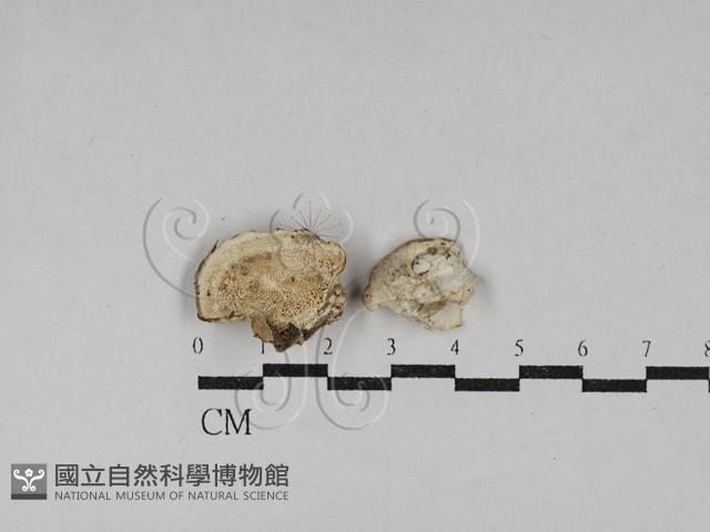 寡孔菌屬藏品圖，第1張