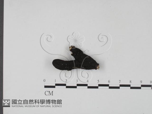 登錄號:F0009544藏品圖，第1張