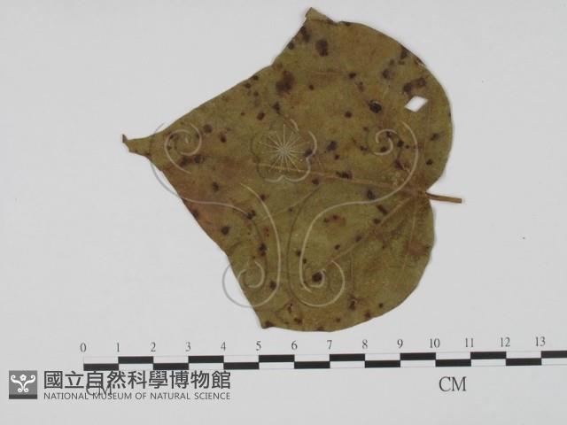 登錄號:F0019544藏品圖，第1張