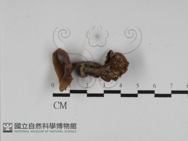 登錄號:F0023544藏品圖，第1張