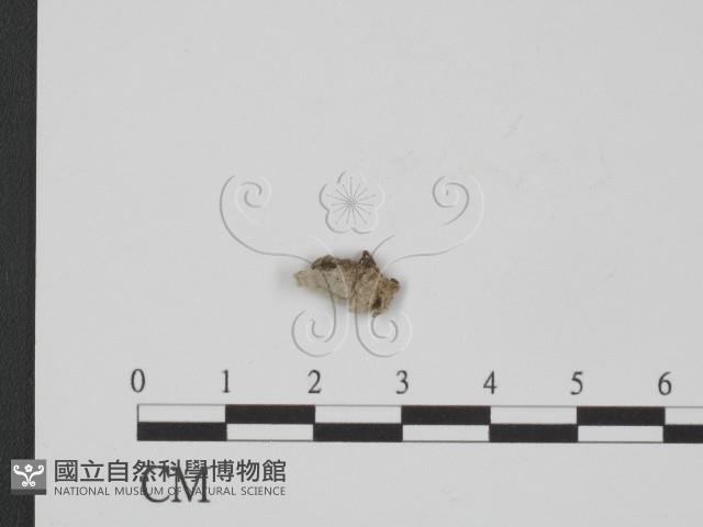 附毛菌屬藏品圖，第1張