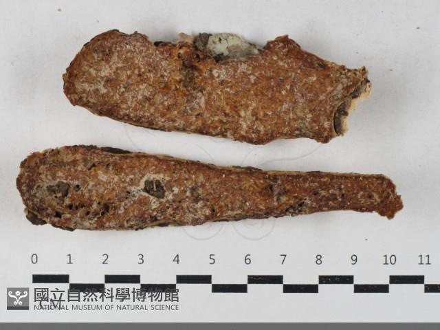 登錄號:F0033544藏品圖，第1張